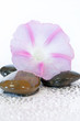 fleur sur galets