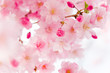 cherry blossom