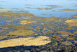 Saltmarsh background Saltmarsh background