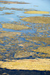 Saltmarsh background Saltmarsh background