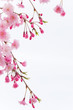 cherry blossom