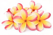 frangipani flowers on white background