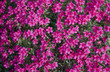 Pink flowers