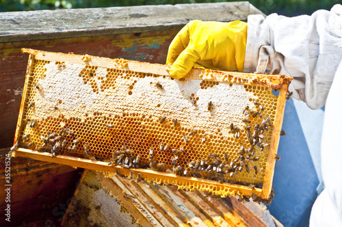 Photo: Beekeeper with honeycomb Beekeeper with honeycomb