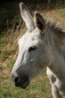 Ane