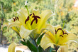 yellow lily close-up with reds stamens