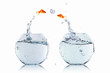 gold fish in a fishbowl