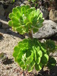 Plante grasse