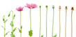 Foto: Evolution of Opium poppy isolated on white background Evolution of Opium poppy isolated on white background