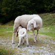 Schaf mit Lamm beim Säugen
