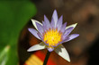 Water Lily