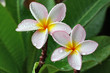 Plumeria