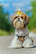 fluffy little dog sits road