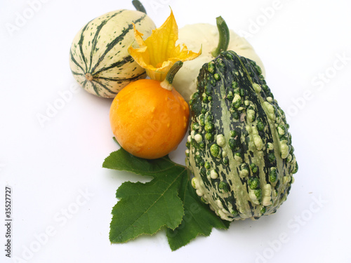 Photo: pumpkins pumpkins