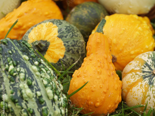 Photo: pumpkins pumpkins