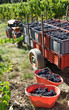 tracteur vignes vendanges vignoble récolte