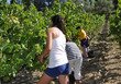 Photo : vendanges raisin vignes récolte vendanges raisin vignes récolte