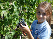 Photo : vendanges raisin vignes enfant récolte vendanges raisin vignes enfant récolte