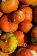Photo: Pumpkins Pumpkins