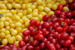 Photo: Cornelian Cherry - European Cornel Cornelian Cherry - European Cornel