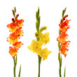 Red and yellow gladiolus Red and yellow gladiolus