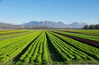 plantation de salades
