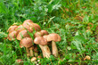 King bolete, penny bun, King bolete, penny bun,