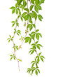 wild vine twig isolated