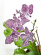 Streptocarpus (Hototogisu)