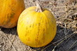Steirischer Kürbis Steirischer Kürbis