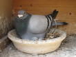 Brütende Brieftaube  (Columba livia domestica)