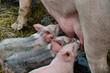 3 petits cochons