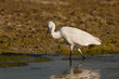 Aigrette garzette (Egretta garzetta - Little Egret)