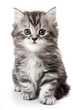 Grey kitten isolated on white