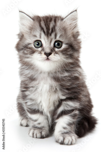Photo: Grey kitten isolated on white Grey kitten isolated on white