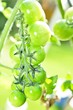 grüne Tomaten