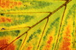 Herbstblatt