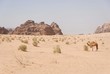 WADI RUM DESERT (III), JORDAN