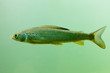 Arctic Grayling (Thymallus arcticus) underwater Arctic Grayling (Thymallus arcticus) underwater