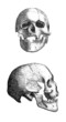 Solutre Skull
