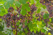 Grapes cluster, horizontal, outdoors Grapes cluster, horizontal, outdoors