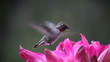 hummingbird in deep pink lilies