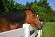 horse looking over fenceline