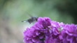 hummingbird in purple flowers