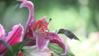 hummingbird with stargazer lilies