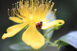 Ladybug