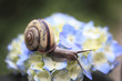 Snail