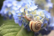 Snail