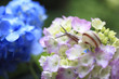 Snail
