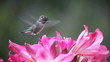close-up view of a hummingbird in belladonna lilies